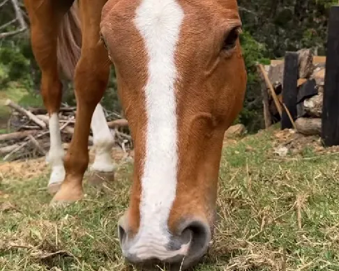 imagenes aliados (1) serenya-1