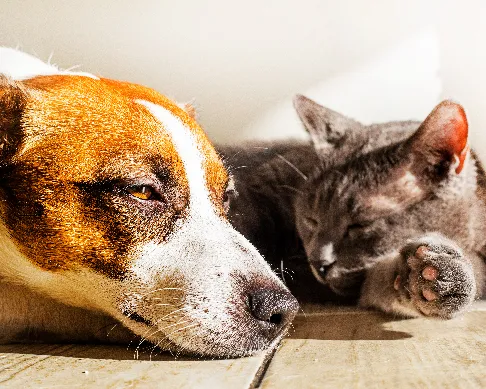 imagenes aliados tierragro-1