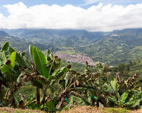 imagenes aliados (1) big-new-yotk-1-01