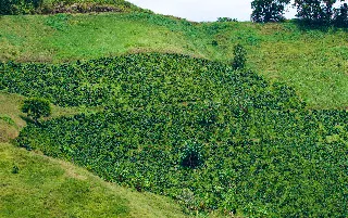 imagenes aliados (1) los-arrayanes-categoria