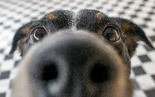 imagenes aliados (1) sabuesos-categoria