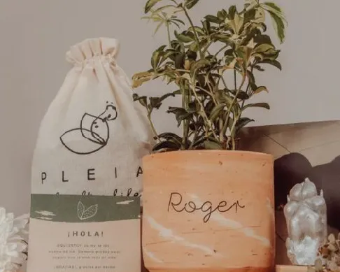 imagenes aliados (1) Pleia-1