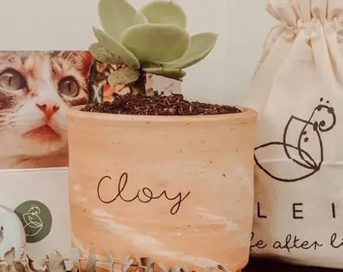 imagenes aliados (1) Pleia-2