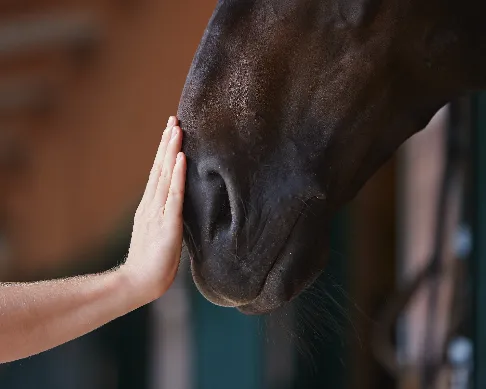 imagenes aliados (2) centro-ecuestre-san-jorge-1