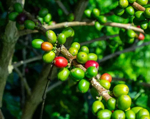 imagenes aliados (1) Bomarzo-2