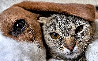 imagenes aliados tierragro-categoria