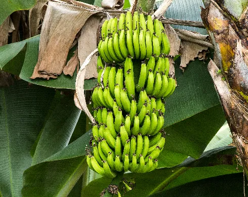 imagenes aliados (1) big-new-yotk-2