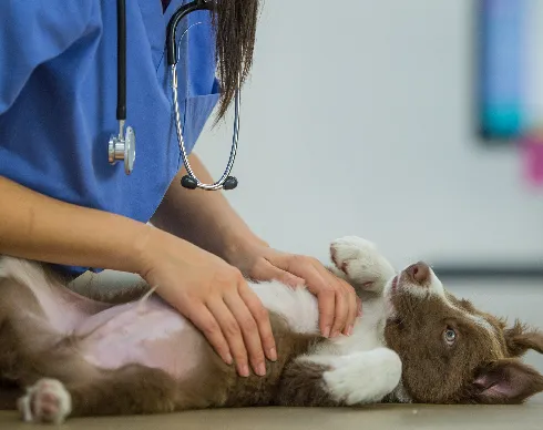 imagenes aliados (1) anilab-2