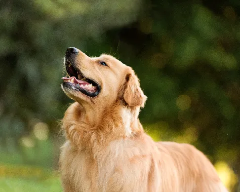 imagenes aliados (1) sabuesos-1